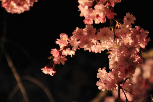 京都　嵐山　夜桜